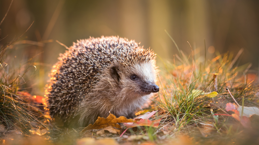 Creating a Haven for Nature: Gardens East’s Guide to Wildlife Gardens